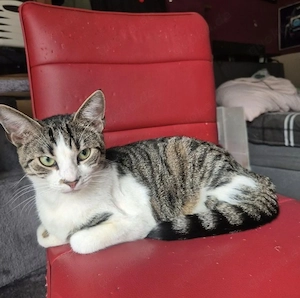 Weibliche Katze Princess 