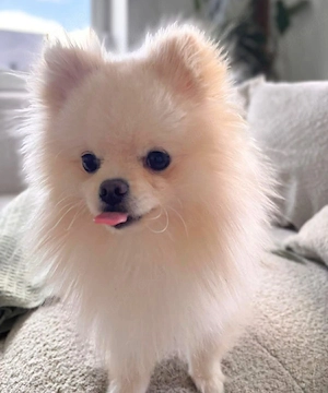 Bijou - ist gesprächig 