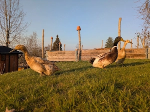 Welsh Harlekin Enten Bruteier 