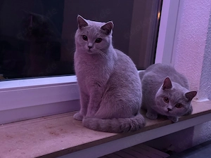 BKH Katze,, zwei Weibchen, 7 Monaten alt