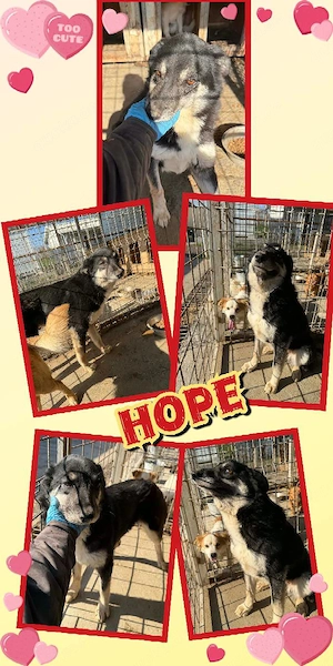 Traumhündin "Hope" sucht sehr dringend ein Zuhause-wer kann helfen und hat ein Körbchen frei ?
