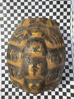 2 weibliche Grischiche Landschildkröte thh weiblich 17 Jahre alt