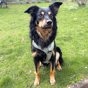 Schnuffi - ist energiegeladen  Bild 3