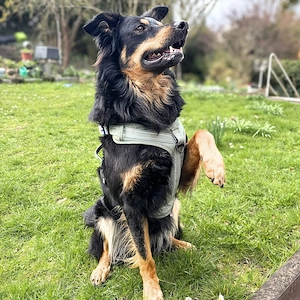 Schnuffi - ist energiegeladen  Bild 6