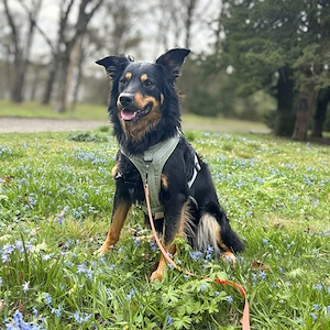 Schnuffi - ist energiegeladen  Bild 5