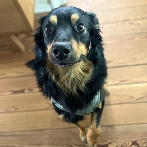 Schnuffi - ist energiegeladen  Bild 4