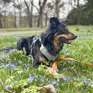 Schnuffi - ist energiegeladen  Bild 7