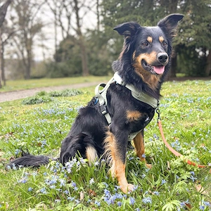 Schnuffi - ist energiegeladen  Bild 2