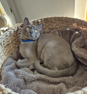 Burma Junge mit Stammbaum