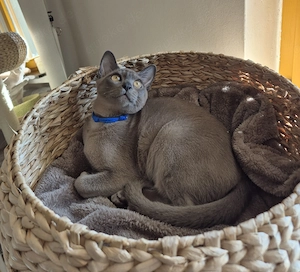 Burma Junge mit Stammbaum