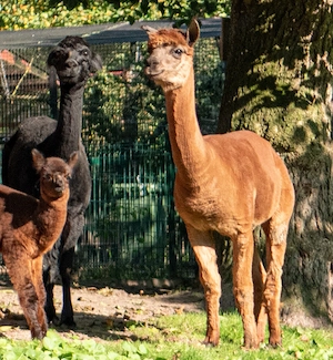 Erprobter Alpakahengst abzugeben