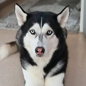Tyson - ist katzen&kinderlieb