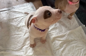 Amerikan Poket Bully Welpen