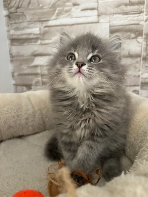 Zuckersüßes Britisch Langhaar Kitten 