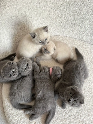 Bkh Kitten  verschmust, verspielt & bereit für ihr neues Zuhause