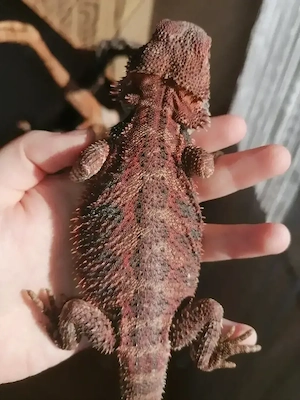 Bartagame (Pogona Vitticeps) - Red Monster Linie