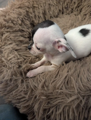 Mini Chihuahua  Bild 2