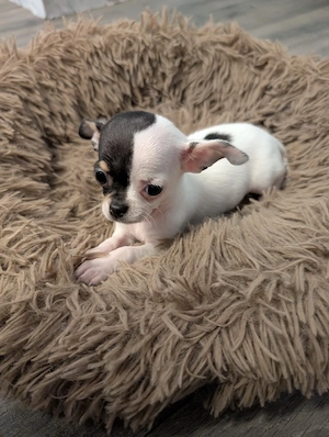 Mini Chihuahua 