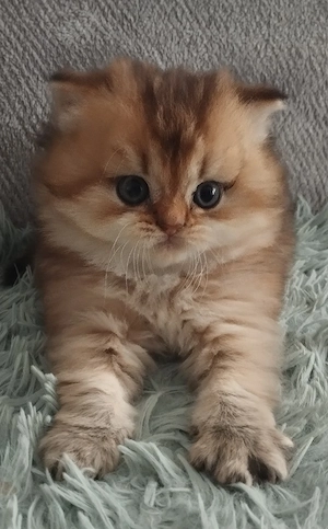 BLH und BKH Kitten mit Stammbaum 