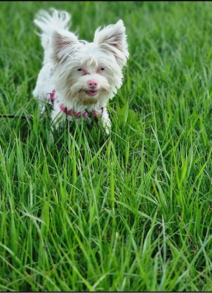 Prinzessin mit Handicap sucht das Nonplusultra Zuhause 