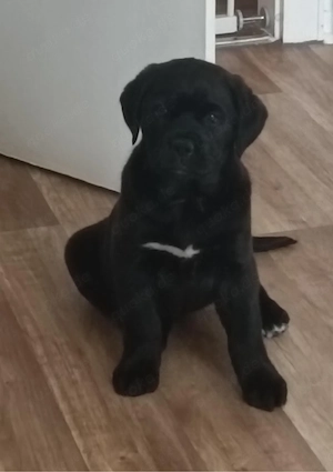 Liebevolle Bordeaux-Dogge-Hündin (9 Wochen) sucht ein Zuhause