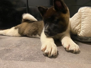 American Akita 