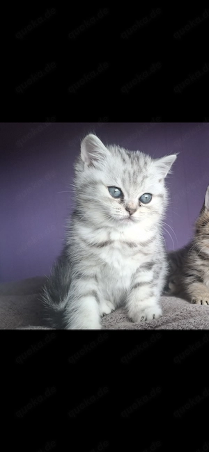 4 süße Reinrassige BKH Kitten suchen ein Liebevolles Zuhause 