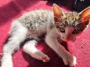 3 Kitten (12 Wochen) suchen ein Neues zuhause