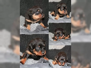 Rottweiler Welpen Bild 4
