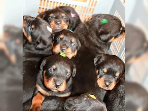 Rottweiler Welpen Bild 2