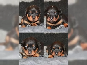 Rottweiler Welpen Bild 3