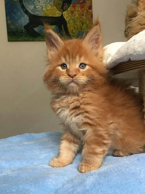 Reinrassige und geimpfte Maine-Coon-Kätzchen