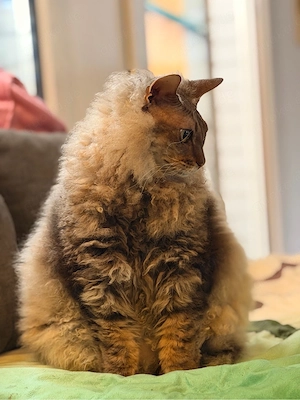 Don Sphynx 4j, kastriert