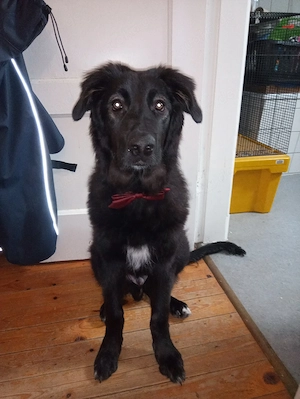 Mischlings Junghund sucht passenes zuhause