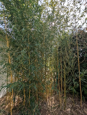 Gelber Bambus 5 Stück mit Erde, 2.5-3.0 Meter hoch