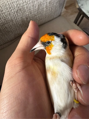 Stieglitz Major Weisskehl