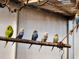 Wellensittiche Sittiche Vögel