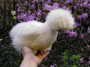 Bruteier Zwerfseidenhühner weiss