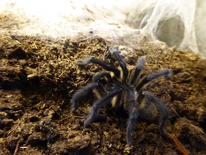  1.0 Monocentropus balfouri adult RH 12 25 