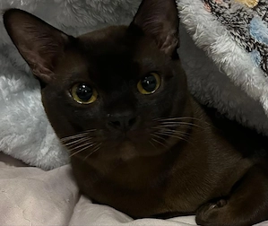 Deckkater sucht eine hübsche Katzendame 