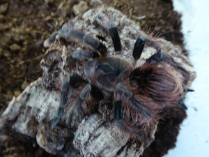 0.1 Pamphobeteus spec mascara 3cm KL 