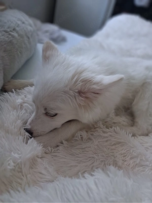 Reinrassiger Mittelspitz Rüde