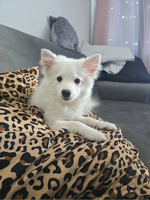 Reinrassiger Mittelspitz Rüde