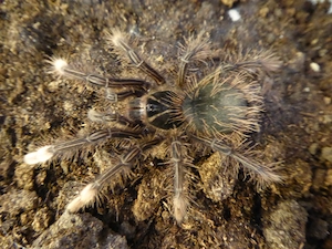  0.1 Theraphosa apophysis 3,5cm KL