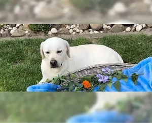 Wurfankündigung reinrassiger wunderschöner weißer Labrador Welpen ca. Mitte April 2026