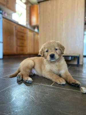 Geimpfte Golden-Retriever-Welpen