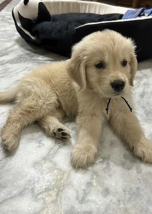 Golden Retriever mit allen Papieren