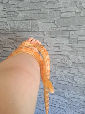 1.0 Kornnatter (Sunglow) von 2021 (Von M&S Reptilien)