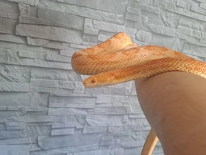 1.1 Kornnatter pärchen von 2021