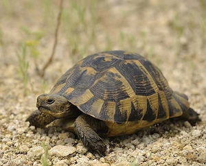 Griechische Landschildkröten abzugeben